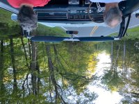 Cat from rear seat.jpg Cat from rear seat.jpg