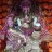 shamsundar